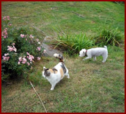 Teddy, dog, and Gracie, cat