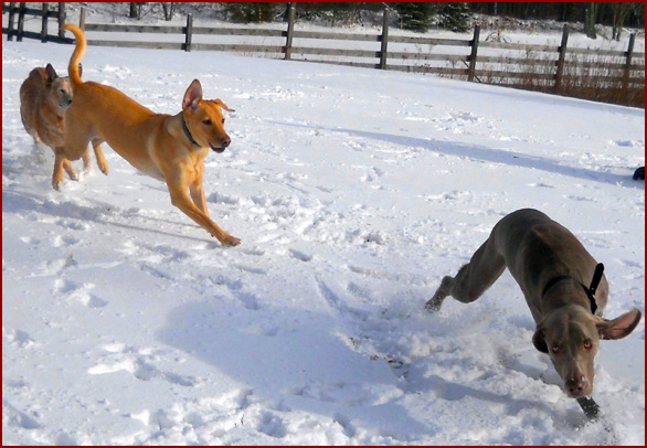 Three dogs playing in snow: ZoZo the Weimaraner, Beckett and Dahlin