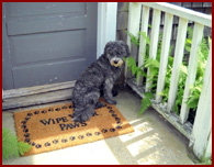 Bailey, dog sitting on wipe-paws mat