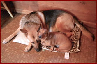 Dogs Yogi, German Shepard, and Joby, Dachshund snuggling together