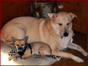 Two dogs on pillow: Beckett and Ralphie