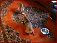 Dogs Ralphie and Penny share a bone
