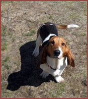 Walter, Bassett Hound puppy