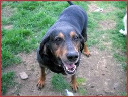 Duke, hound dog