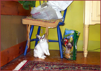 Cinnamon, bunny rabbit
