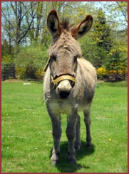 Noah, donkey