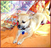 Ralphie, Chihuahua dog