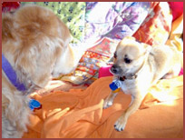 Two dogs meet: Ralphie and Sandy