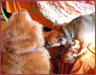 Two dogs meet: Ralphie and Sandy