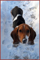 Walter, Bassett Hound puppy
