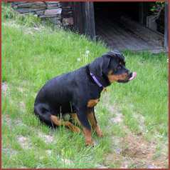 Trinka, Rotweiler puppy