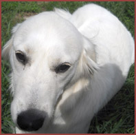 Lotti, white dog