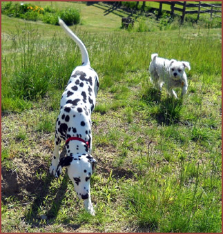 Two dogs at play: Mizpah and Teddy
