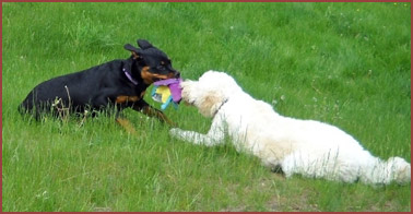 Two dogs playing tug of war: Rinka and Sofie