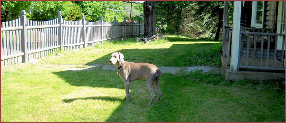 Zoey, dog