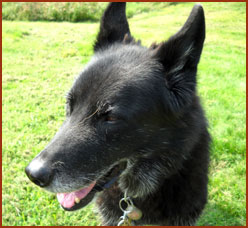 black dog, Beauty