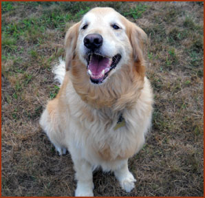 dog Sandy Girl