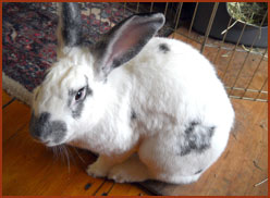 Owl, the rabbit