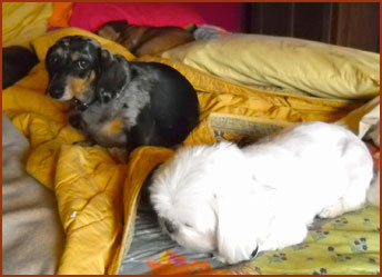Two dogs on bed: Queenie and Bella