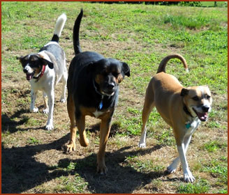 Three dogs: Ollie, Champ and Mannie
