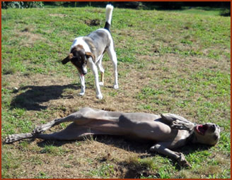 Dogs Ollie and Zoey