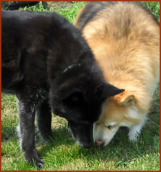 Two dogs: Beauty and Maddy