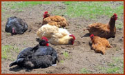 basking chickens