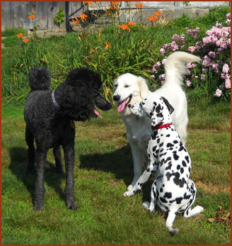 Three dogs: Mizpah, Pippin and Lottie