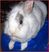 Bunny