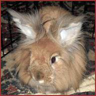 Bunny