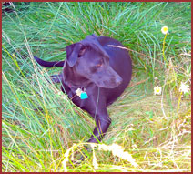 black dog, Roxy