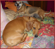 Penny and Joby (2 dogs) luxuriating on the bed