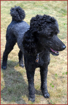 Poodle Pippin