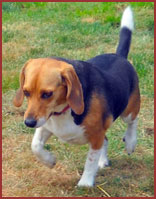 Beagle dog Lucy