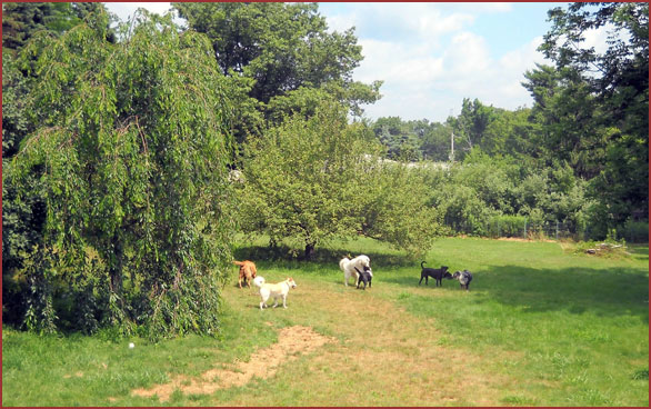 Seven dogs playing in meadow: Rocksy Wilber, Aphrodite, Holly, Kobe, Ruby, Roxy and Gypsy