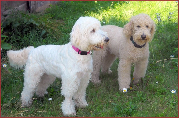 Golden Doodle dogs Allie and Charlie
