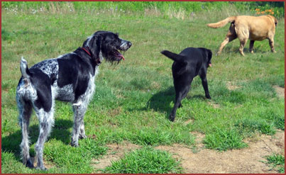 Three dogs play follow-the-leader: Biscuit, Ruby and Rocksy Wilbur