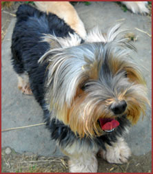dog Maggie
