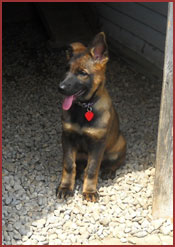 Puppy Kia