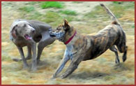 Dogs Riley and Tessa