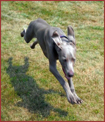 Weimaraner dog Riley