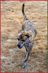 Pit bull dog Tessa