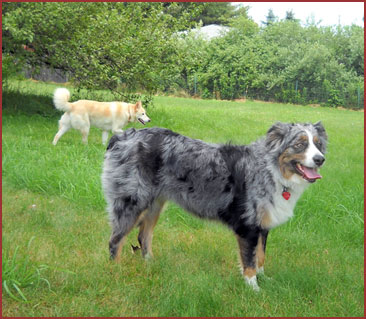 Australian sheepdog Gypsy, also dog Aphrodite