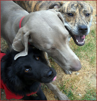 three puppies: Boo Buddy, Riley, Tessa