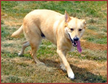 yellow dog, Beckett