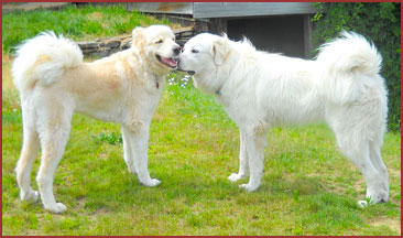 Two white dogs: Duncan and Holly