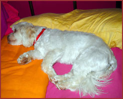 White dog Nigel