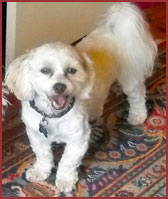 White dog Nico