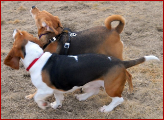 Sport and Walter playing tag (2 dogs)