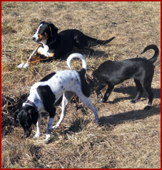 Bella, Zuba and Piper - 3 dogs